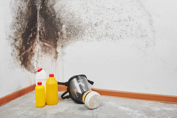 Best Mold Cleaning Services  in Hurley, NM