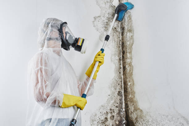 Best Certified Mold Removal  in Hurley, NM