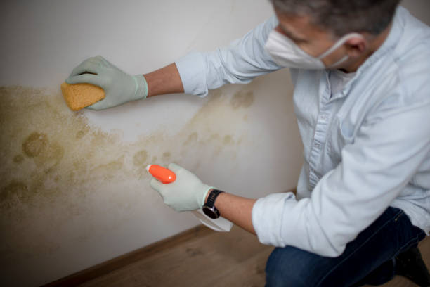Best Toxic Mold Removal  in Hurley, NM