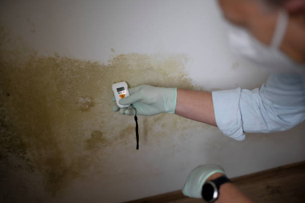 Trusted Hurley, NM Mold Removal Experts