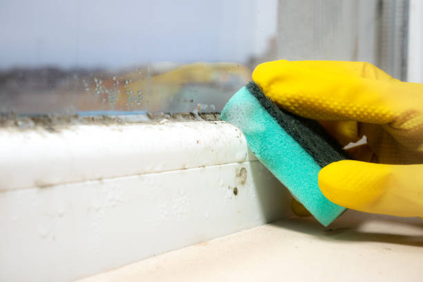 Best Black Mold Removal  in Hurley, NM