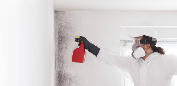 Best Crawl Space Mold Removal  in Hurley, NM