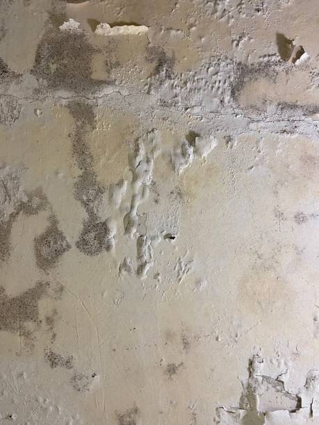 Best Home Mold Removal  in Hurley, NM