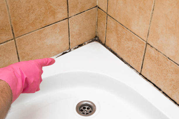 Best Commercial Mold Removal  in Hurley, NM